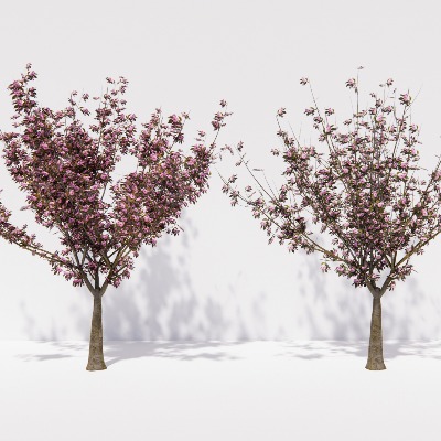  现代樱花树su模型下载 