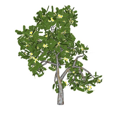  现代桂花树景观树su模型下载 