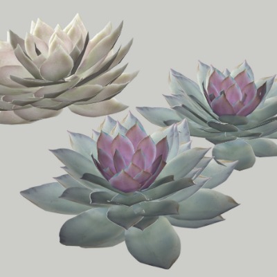  现代莲花荷花su模型下载 