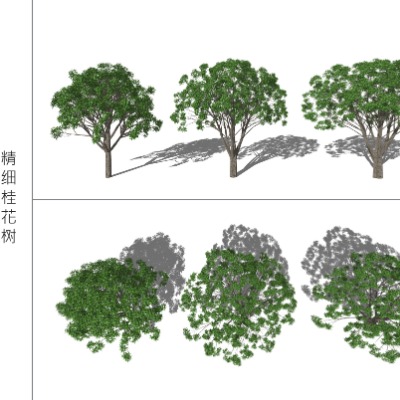  现代桂花树景观树su模型下载 