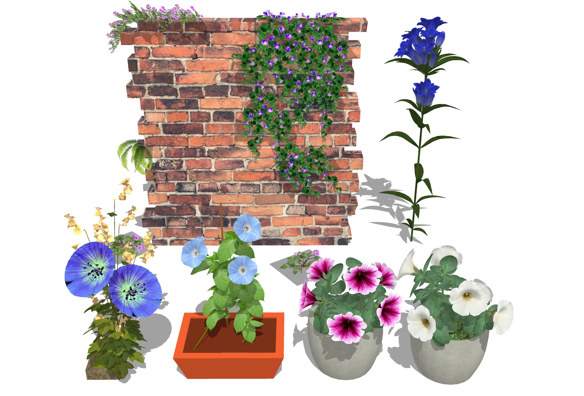  喇叭花 牵牛花su模型下载 