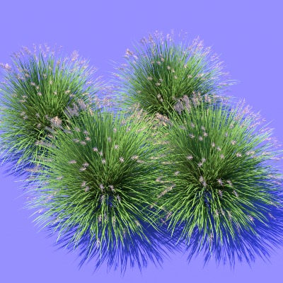  景观植物 花草 野草su模型下载 