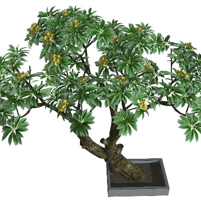  现代桂花树景观树su模型下载 