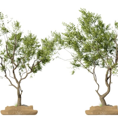  现代朴树景观树su模型下载 