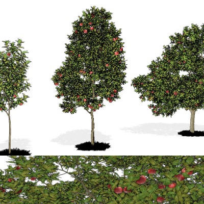  现代苹果树果树su模型下载 