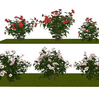  3d植物景观 月季花 玫瑰花su模型下载 