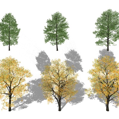  现代银杏树景观树su模型下载 