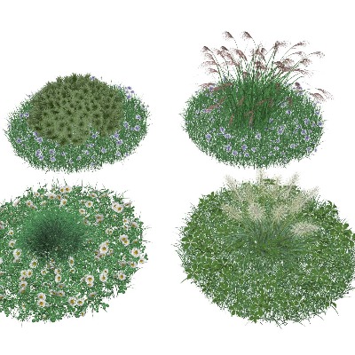  草坪 草皮 花草 地被 花卉 景观植物 鼠尾草 狼尾草su模型下载 