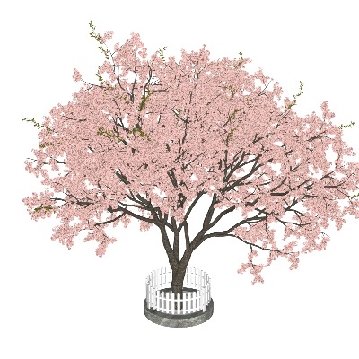  现代樱花树su模型下载 