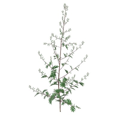  现代花草su模型下载 