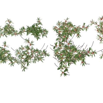  现代花草su模型下载 