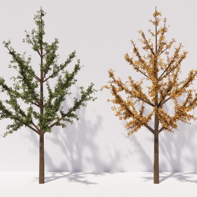  现代植物银杏树su模型下载 