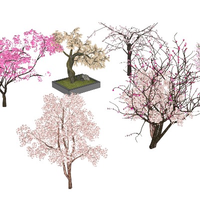  桃树 桃花 樱花树su模型下载 