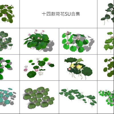  现代荷花su模型下载 