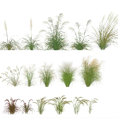  景观植物 观赏草 地被 花卉 花草 狗尾巴草 狼尾草su模型下载 