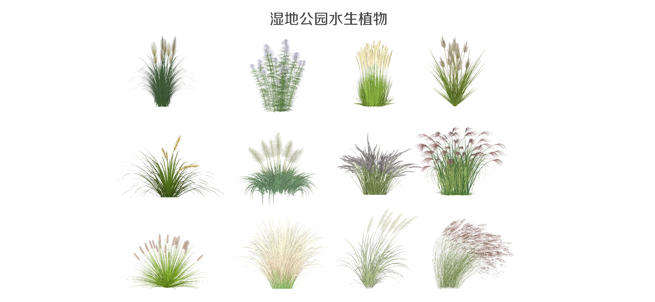 现代湿地公园水生植物 草花 芦苇 狗尾巴草su模型下载 