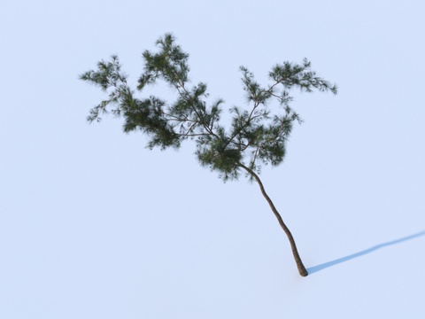  植物 树叶 树枝3d模型 