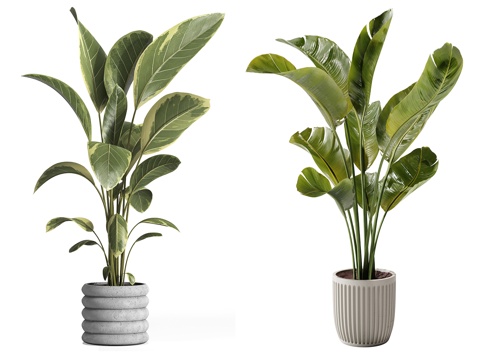  现代盆栽植物3d模型 