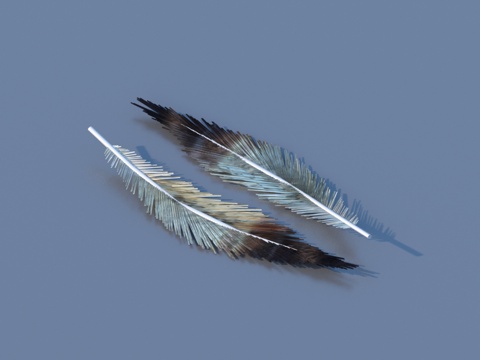  羽毛 工艺摆件 艺术品3d模型 