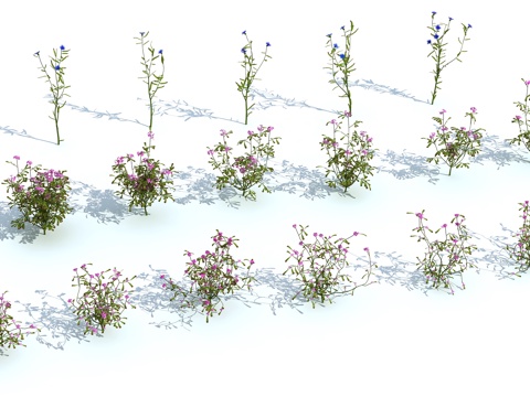  草 茅草 草坪 花卉 灌木3d模型 