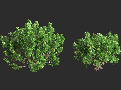  草海桐 日本植物 海边草海桐 蔓性草海桐 耐盐灌木 生态修复3d模型 