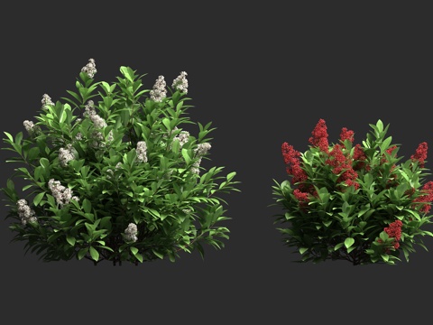  日本茵芋 日本风疹 小尤第木 鲁贝拉茵芋3d模型 