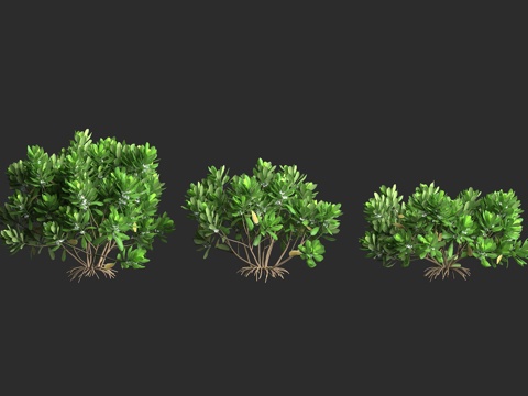  草海桐 日本植物 海边草海桐 蔓性草海桐 耐盐灌木 生态修复3d模型 