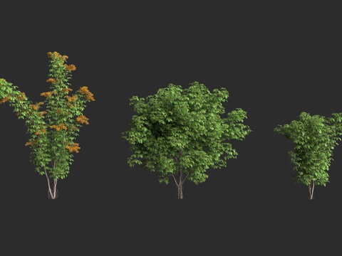  亚洲鹅掌柴 爪哇万年青 鹅掌藤 蔡福乐拉树 家居装饰 室内植3d模型 