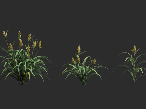  高粱粮食 粟类作物 农作物 饲料作物 二色高粱3d模型 