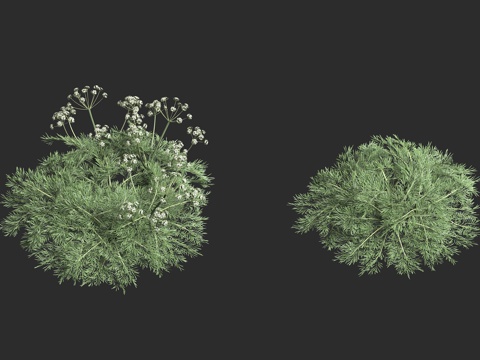  法伦尼伞形芹 伞形科 芹属植物 加泰罗尼亚 植物学家3d模型 
