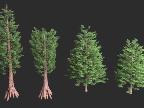  北美红杉 常青红杉树 海岸红杉 美国加州 巨型树种3d模型 
