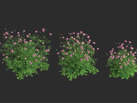  紫盆花 松蟲草 蓝盆花 草本植物 山萝匐属 园林观赏 欧洲植3d模型 