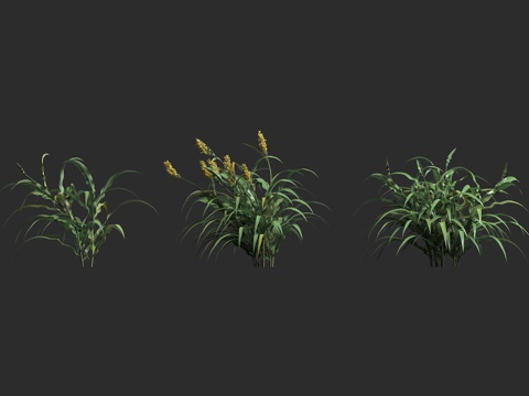  高粱粮食 粟类作物 农作物 饲料作物 二色高粱3d模型 