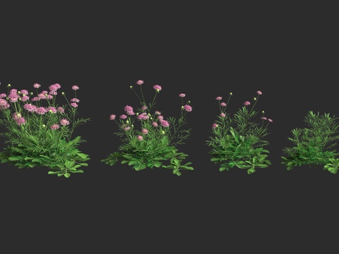  紫盆花 松蟲草 蓝盆花 草本植物 山萝匐属 园林观赏 欧洲植3d模型 