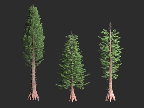  北美红杉 常青红杉树 海岸红杉 美国加州 巨型树种3d模型 