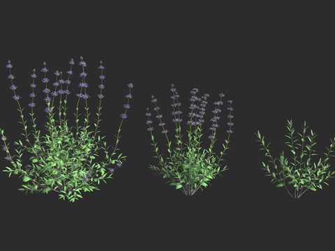  紫鼠尾草 蓝鼠尾草3d模型 