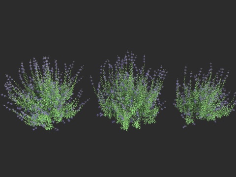  紫鼠尾草 蓝鼠尾草3d模型 