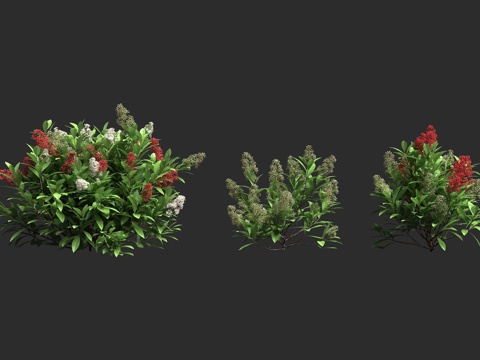  日本茵芋 日本风疹 小尤第木 鲁贝拉茵芋3d模型3d模型 