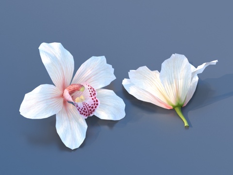  花 野花 绿植 花朵3d模型 