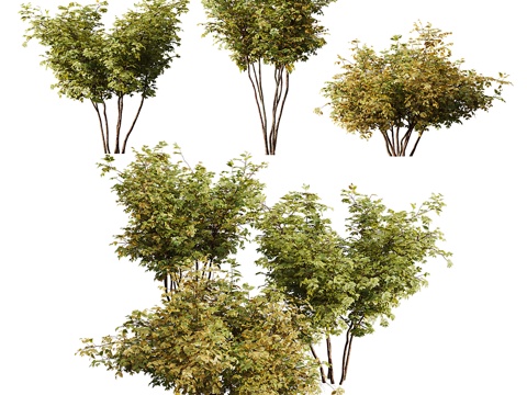  灌木3d模型 
