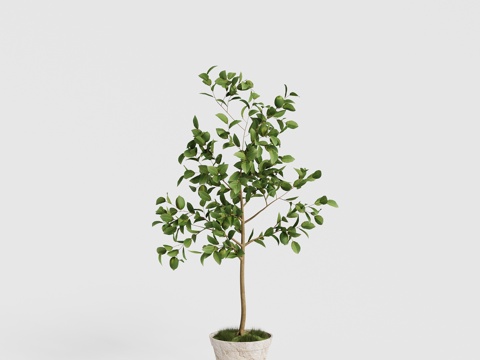  现代盆栽植物 柠檬树 青柠檬 青橘树组合3d模型 