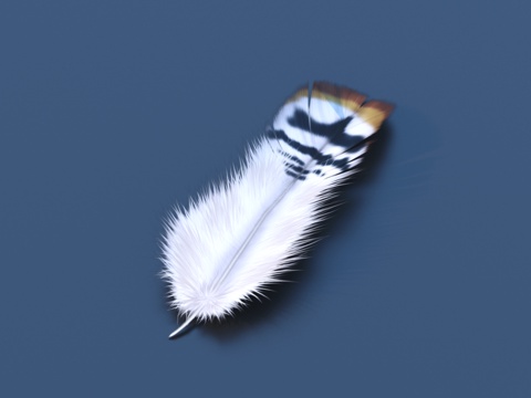  羽毛 工艺摆件 艺术品3d模型 