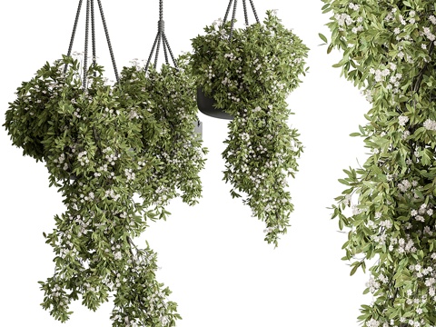  室内植物436 - 悬挂植物3d模型 