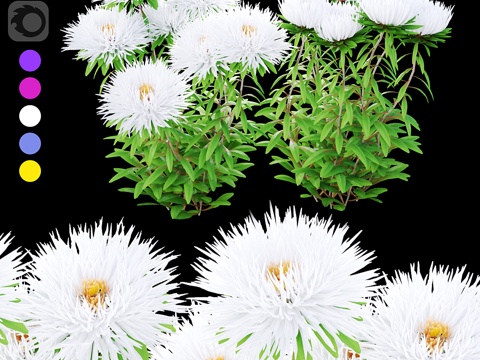  紫菀花品种美国美人3d模型 