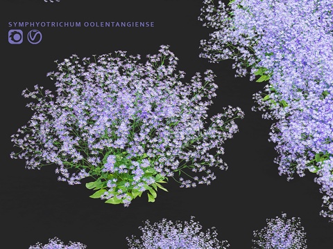  紫菀蓝花 Symphyotrichum oolentangi3d模型 