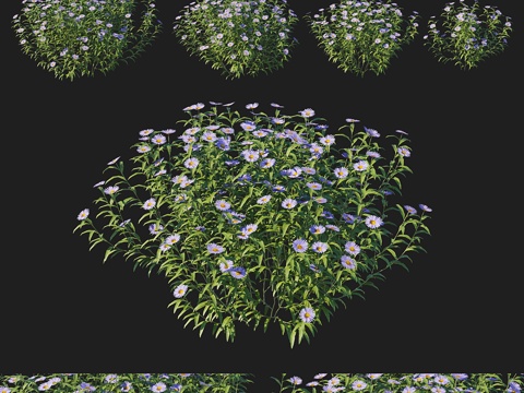  长叶紫菀灌木3d模型 