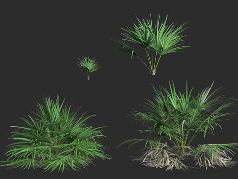  红叶石竹 箭叶海芋 箭叶龟背竹 箭叶刺芋 观赏植物 箭叶属3d模型 