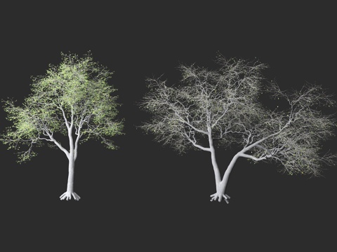  北美黄杉 加里橡树 大果黄杉 景观绿化 栎属树种3d模型 