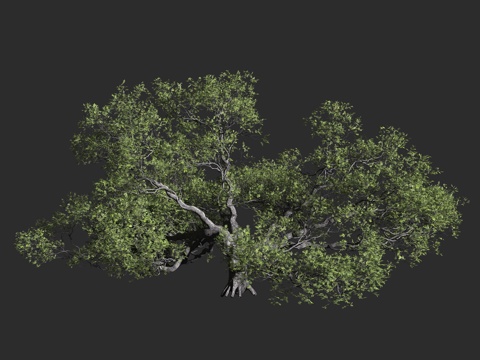  美洲黑栎 海岸栎树 加州常青栎 海岸生态 常青栎树 栎树类3d模型 