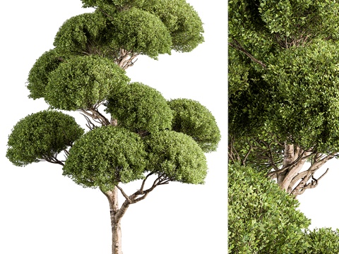  现代球形盆景树3d模型 